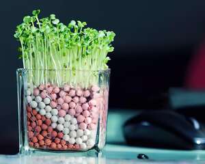 陶碳球负离子植栽怎么种