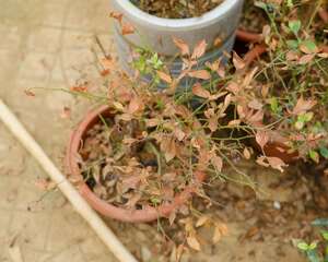 美化盆景的修剪方法