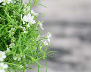 满天星适合什么季节种