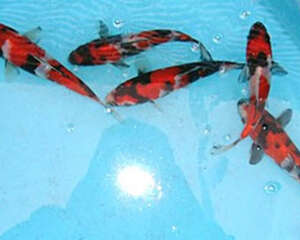 昭和三色的饲养环境