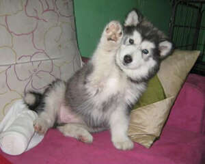 如何护理阿拉斯加犬的毛发