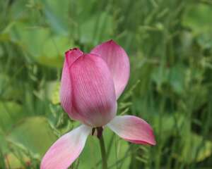 摘下来的荷花怎么养