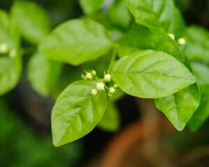 茉莉花种子怎么种