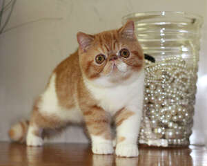 如何选购英国短毛猫，英国短毛猫选购小技巧