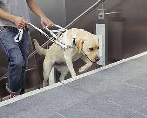 最适合成为导盲犬的狗狗有哪些，导盲犬训练的注意事项