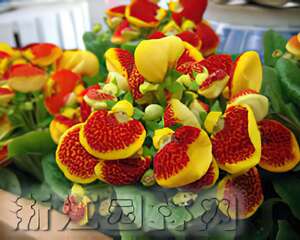蒲包花栽培技术（图）