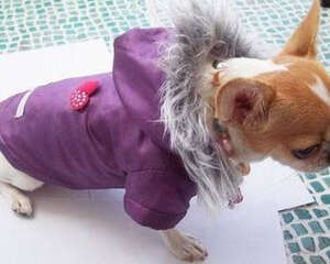 冬季带狗狗出行的注意事项