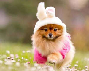 狗狗不吃狗粮有哪些解决办法