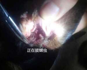 犬猫常见的寄生虫——蜱、蚤和虱