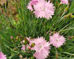 石竹黄叶的原因和处理办法