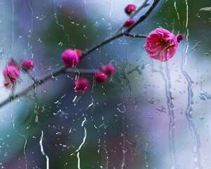 梅花的花语和象征意义