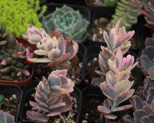 玉吊钟为什么掉叶子