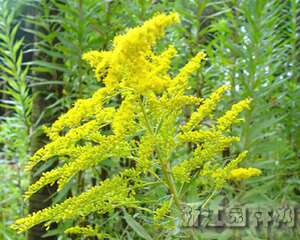 生态环保杀手——加拿大一枝黄花（图）