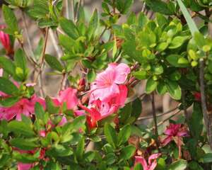 杜鹃花怎么修剪