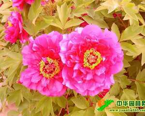 夫妻花的由来和代表意义