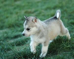 狗狗疫苗失败的对策