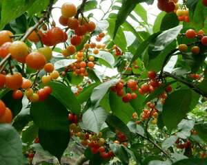 樱桃枝条能插活吗