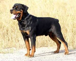 你知道罗威纳犬幼犬价格吗？