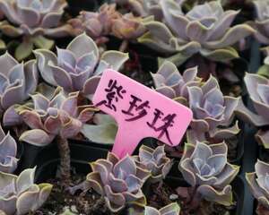 紫珍珠种子怎么种