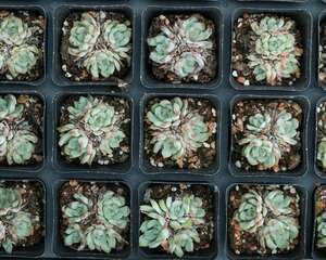 150多种多肉植物养护对照表，最全啦
