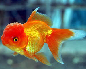 教你如何辨别金鱼的雌雄