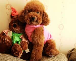 上班族该怎么样好宠物犬呢