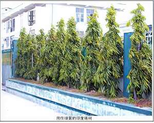 印度塔树