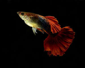 为孔雀鱼换水的注意事项