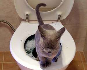 让猫咪也轻松学会蹲马桶