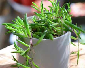 紫玄月Othonna capensis L.H.Bailey