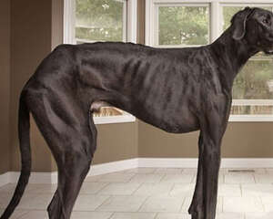 狗狗吃太饱有什么影响