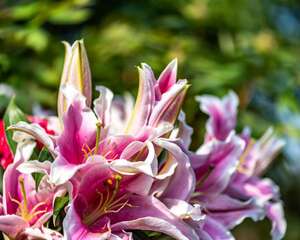 百合花放在室内有毒吗