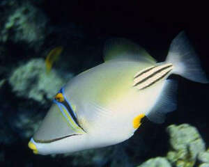 炮弹鱼类热带鱼饲养方法