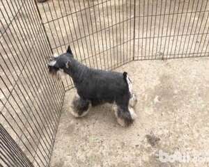 雪纳瑞一天喂多少狗粮合适？