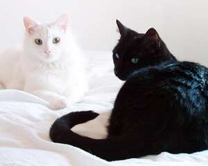 猫咪眼睛有哪些颜色