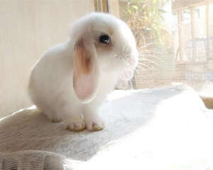 如何训练垂耳兔上厕所