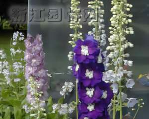 飞燕草（翠雀）采后处理技术