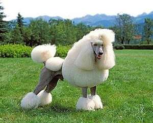 狗狗太瘦可以吃营养膏增肥吗？