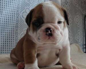 刚断奶的沙皮狗一天的食量