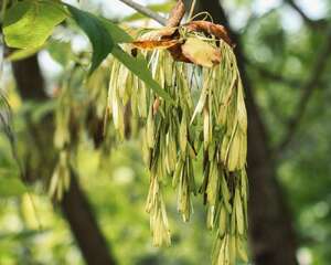 白蜡树的繁殖方法
