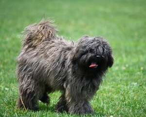 西藏梗的形态特征