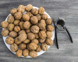 核桃树的修剪技术