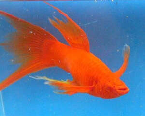 红剑鱼吃什么比较好？