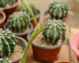 仙人球怎么养长得快