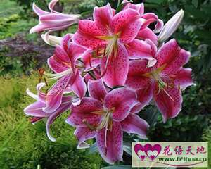 葵百合的花语：胜利、荣誉、富贵