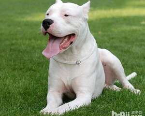 最适合成为家庭护卫犬的四种狗狗