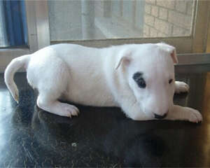 迷你牛头梗的形态特征