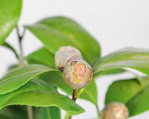 阳台如何养山茶花，需要注意什么
