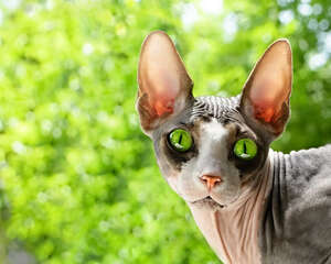 酸化食物对猫咪健康不利