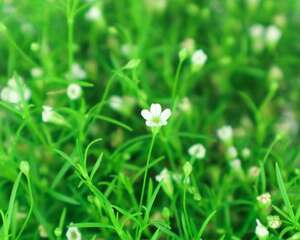 满天星的花语